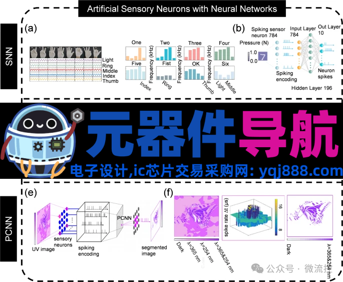 人工感知神经元器件的生理学基础、应用及挑战