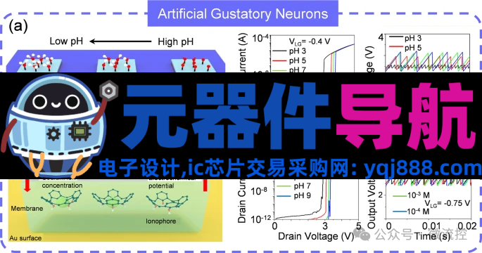 人工感知神经元器件的生理学基础、应用及挑战