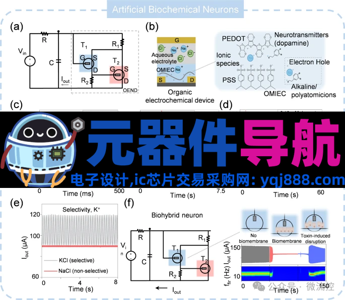 人工感知神经元器件的生理学基础、应用及挑战