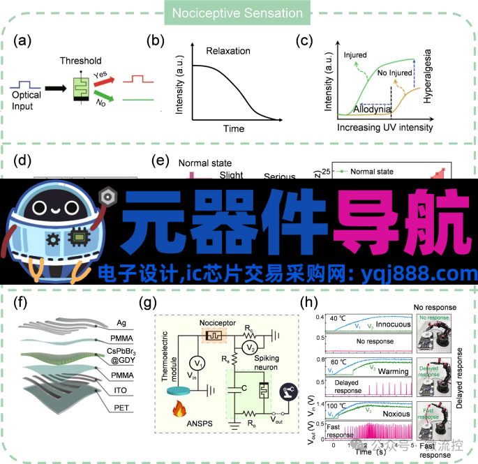 人工感知神经元器件的生理学基础、应用及挑战