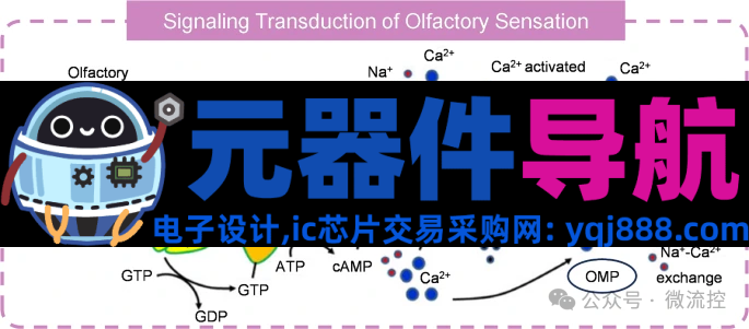 人工感知神经元器件的生理学基础、应用及挑战