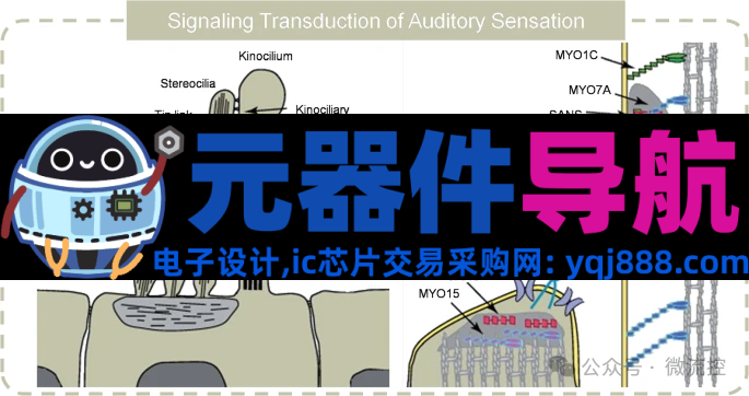 人工感知神经元器件的生理学基础、应用及挑战
