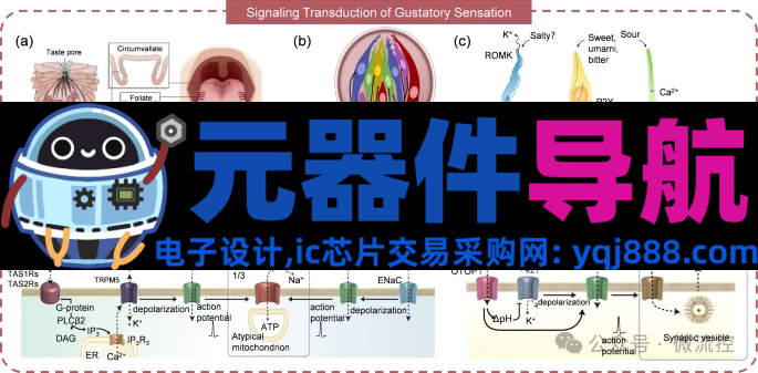 人工感知神经元器件的生理学基础、应用及挑战