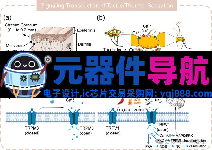 人工感知神经元器件的生理学基础、应用及挑战