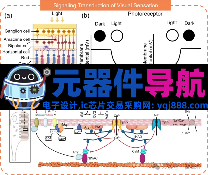 人工感知神经元器件的生理学基础、应用及挑战
